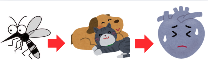 フィラリア感染サイクル(蚊 → 犬/猫 → 心臓)